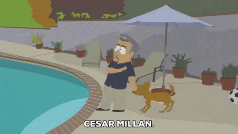 Cesar Millan GIF - Cesar Millan Dog GIFs