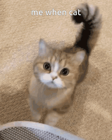 Excited Cat Meow GIF - Excited Cat Cat Meow GIFs