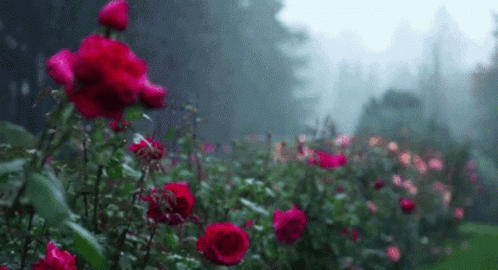 Rain Roses GIF