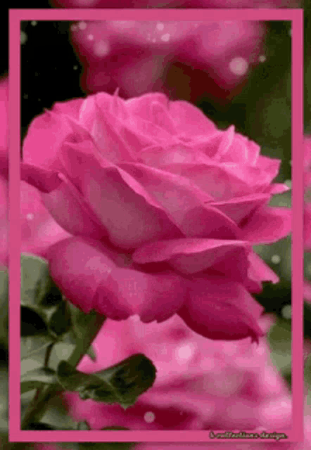 a close up of a pink rose with a pink frame surrounding it