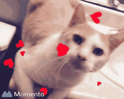 a cat is surrounded by red hearts and the word momento is on the bottom right