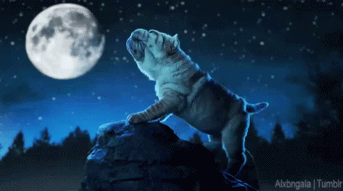 Full Moon GIF - Full Moon Dog Bulldog GIFs