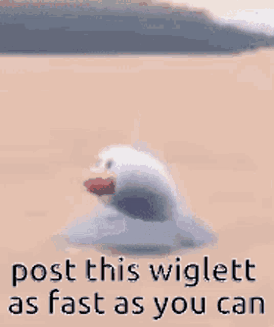 a picture of a duck with the words `` post this wiglett as fast as you can ''