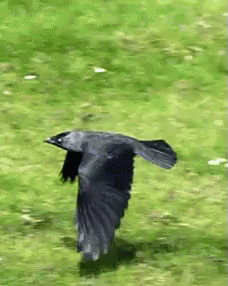 Crow GIF - Crow Bird Flying GIFs