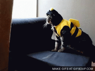 Gif Cats GIF - Gif Cats Bumble Bee GIFs