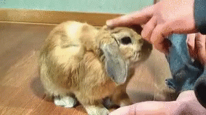 Bunny Rabbit GIF - Bunny Rabbit Pet GIFs