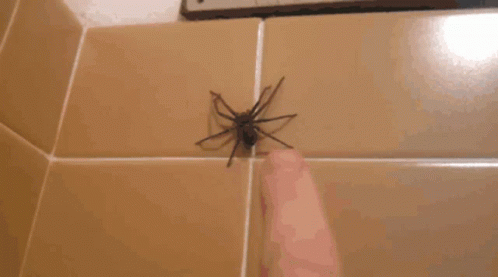 Spider Bath GIF - Spider Bath Scary GIFs