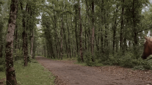 two people riding horses down a dirt path in a forest