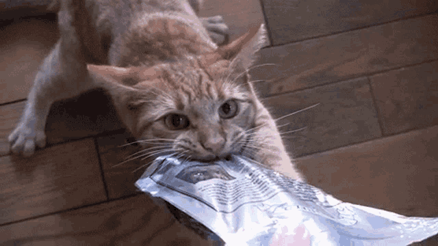 a cat with a bag in its mouth that says ' aluminum foil '