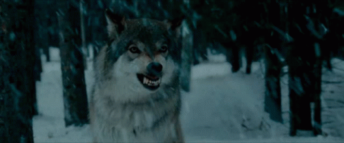 Growl Wolf GIF - Growl Wolf Winter GIFs