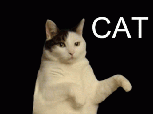 Cat Im A Kitty Cat GIF - Cat Im A Kitty Cat And I Dance GIFs