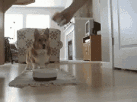 a dog is standing next to a bowl of food in a living room