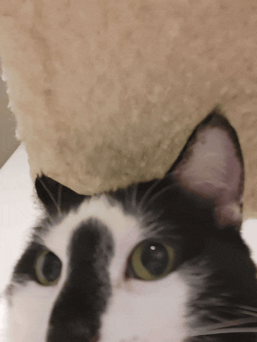 a black and white cat looks at the camera