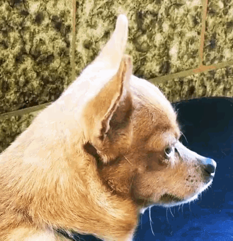 a close up of a dog 's face looking to the side