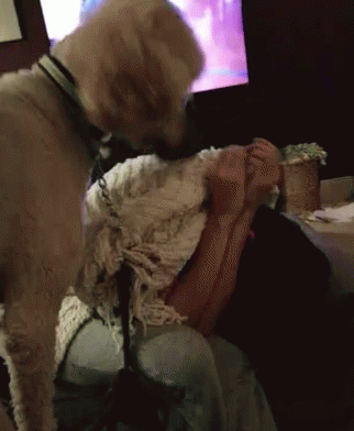 Poodle Attacking GIF - Poodle Attacking GIFs
