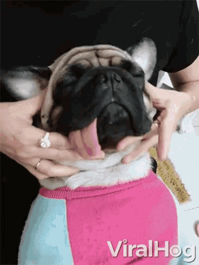 Pampered Pooch Gets Professional Massage Pug GIF - Pampered Pooch Gets Professional Massage Pampered Pooch Pug GIFs