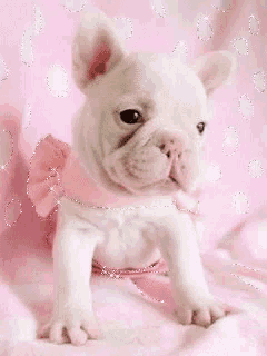 a small white puppy wearing a pink bow around its neck