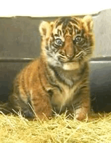 Hungry Tiger Cub Licking Tiger Cub GIF - Hungry Tiger Cub Licking Tiger Cub GIFs