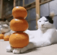 a cat is laying on a table with oranges stacked on top of each other .