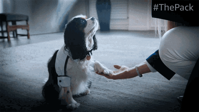 Shake Lucy GIF - Shake Lucy The Pack GIFs