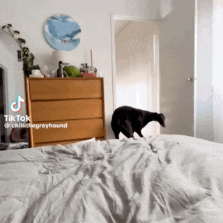 a dog is standing on a bed in a bedroom with a tiktok watermark