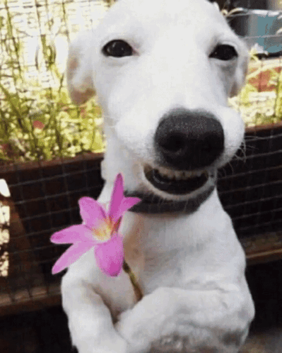 Haechan Haechan Dog Flower GIF - Haechan Haechan Dog Flower Dog Flower GIFs