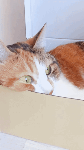 Kessi Kessio Cat GIF - Kessi Kessio Cat Cutie Cat GIFs