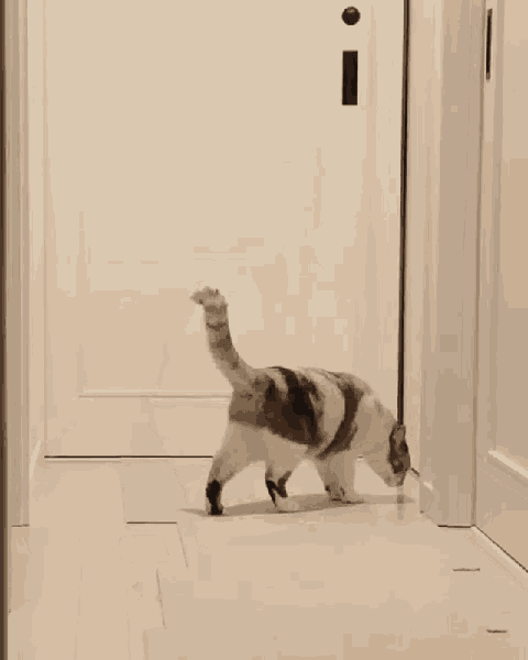 Ahzix Catlover GIF - Ahzix Catlover Cat GIFs