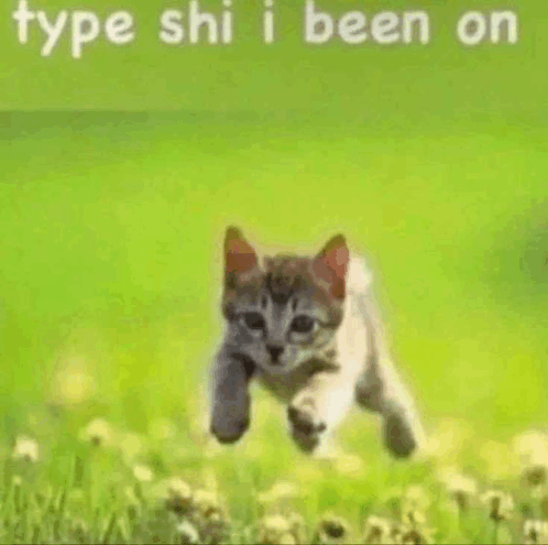 Type Shi I Be On Cat GIF - Type Shi I Be On Cat Running GIFs