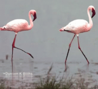 Flamingos Stilts GIF - Flamingos Stilts Chicken GIFs