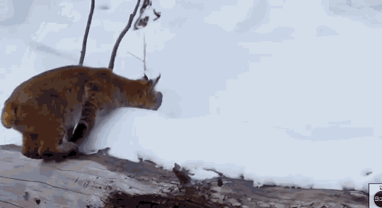 Snow Day Cold GIF - Snow Day Cold Play Time GIFs