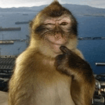 a monkey is giving a thumbs up in front of the ocean