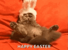 a cat wearing a bunny hat is laying down on a bed .