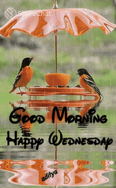 two birds are sitting on a bird feeder under an orange umbrella with the words good morning happy wednesday
