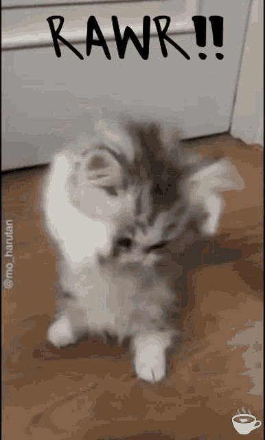 Kitten Rawr GIF