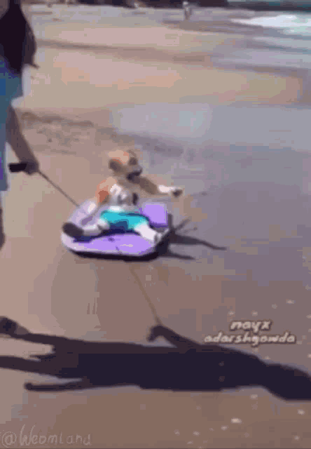 a dog is riding a sled on the beach .