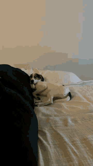 a small dog laying on a bed with a black blanket