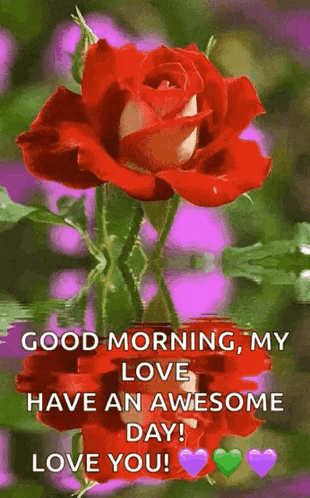 a red rose with the words `` good morning , my love , have an awesome day ! ``