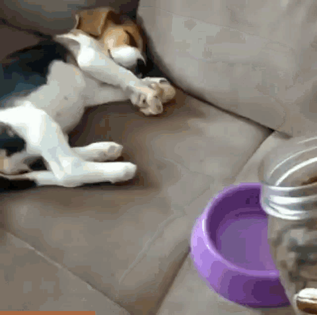a beagle dog is laying on a couch next to a purple bowl .