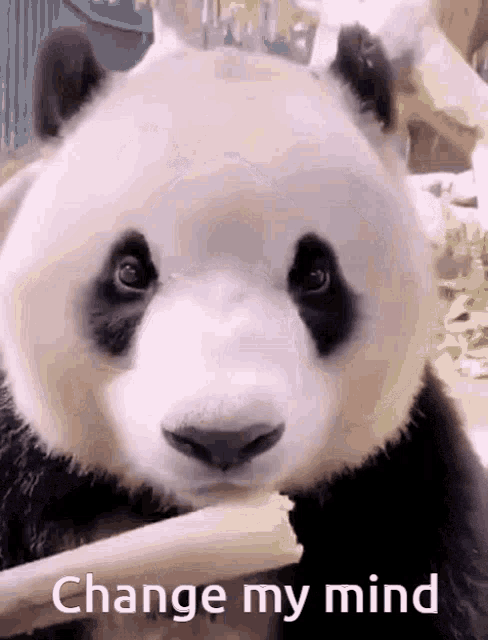 Panda Change My Mind GIF - Panda Change My Mind GIFs