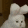 a close up of a white cat with a blurred background .