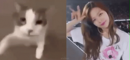 Siutbot Jeongyeon GIF - Siutbot Jeongyeon Cat GIFs