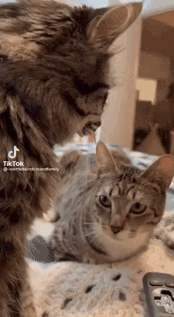 Cat What GIF - Cat What Wtf GIFs