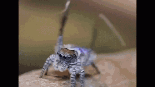 Spider - Infernal Galop (Mash-up) GIF - Spiders Mashup Classical GIFs