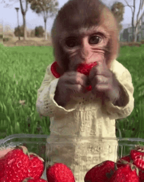 Monkey Eating GIF - Monkey Eating Cutie GIFs