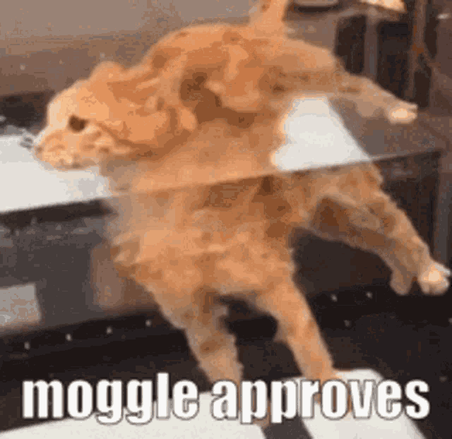 Moggle Moggle Cat GIF - Moggle Moggle Cat Moggle Approves GIFs