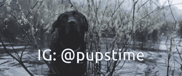 a black dog is standing in a swamp with the hashtag @pupstime