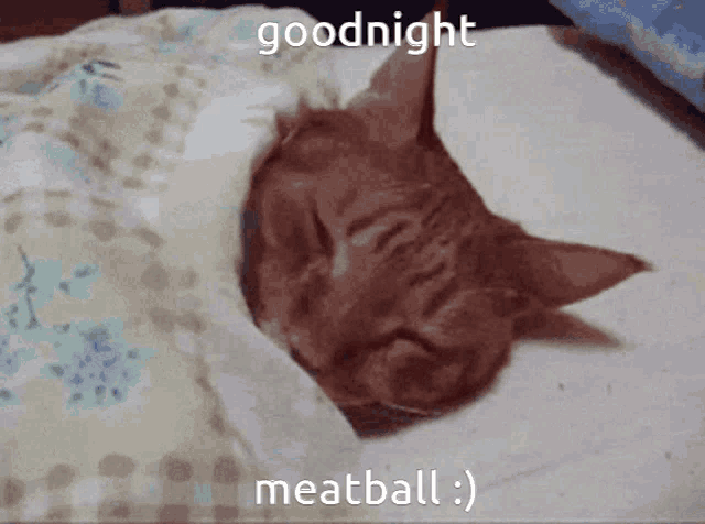 a cat is sleeping on a bed with the words goodnight meatball