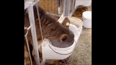 a horse is drinking water from a white bucket in a pen .