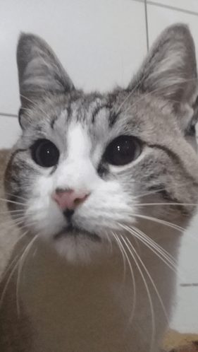 Gatos Quitana Meme - Gatos Quitana - Discover & Share GIFs